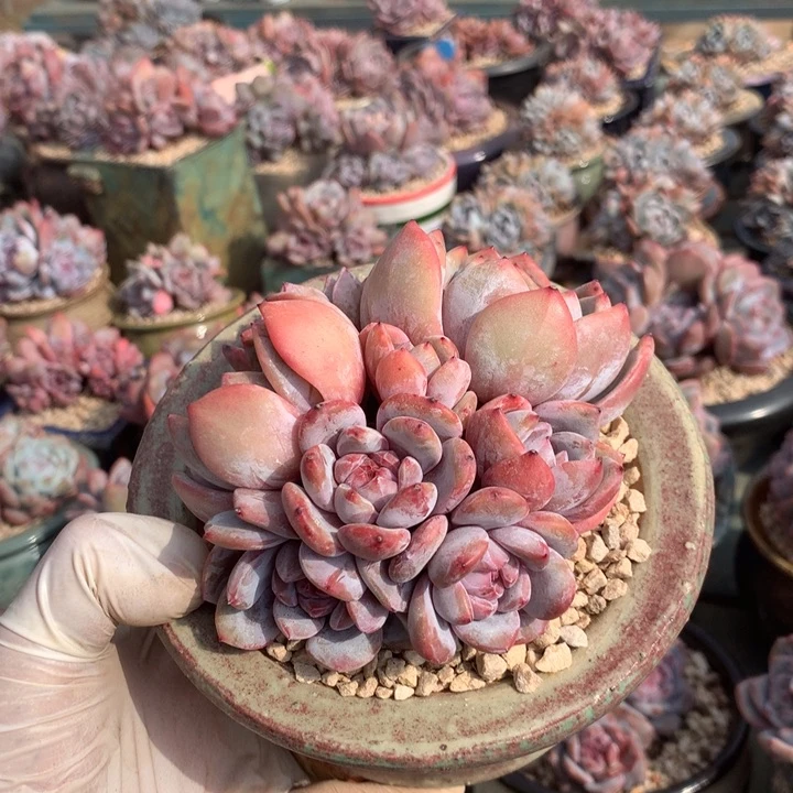 塞纳河落日花花花花花花花