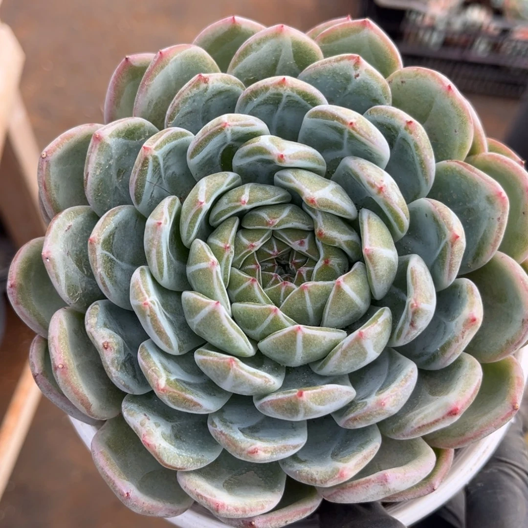 391号新疆西藏内蒙古不包邮