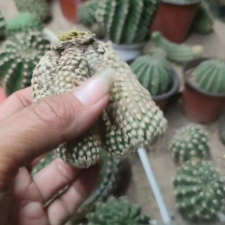 仙人球泰迪熊带气根