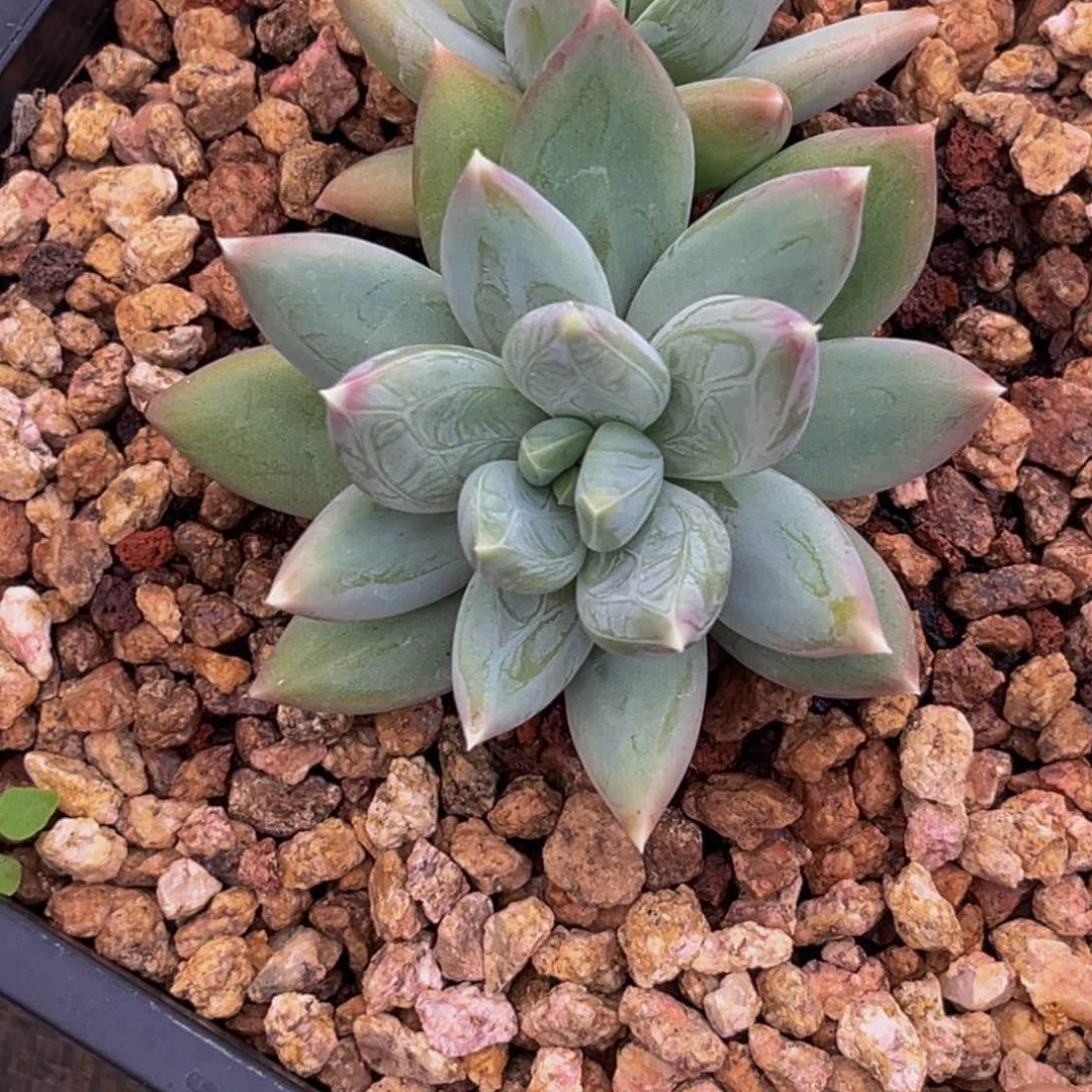 1329下午多肉植物群生