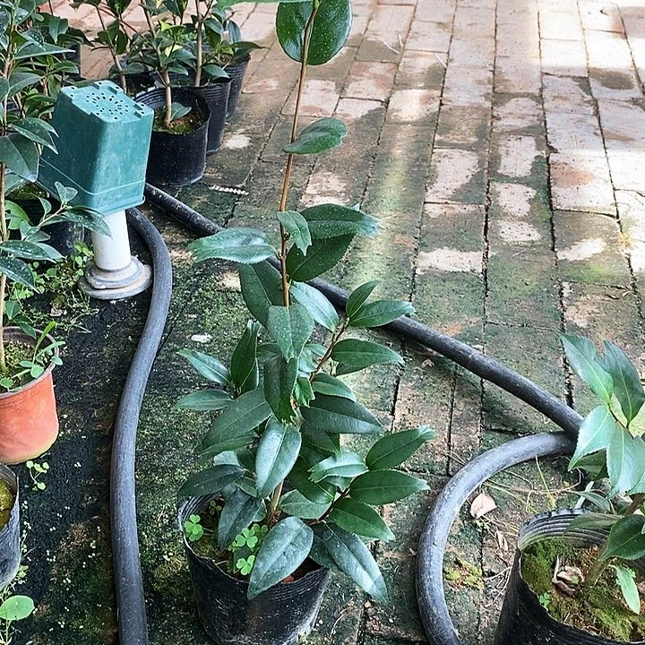 当前无花栽培后可以开花，久留米金鱼