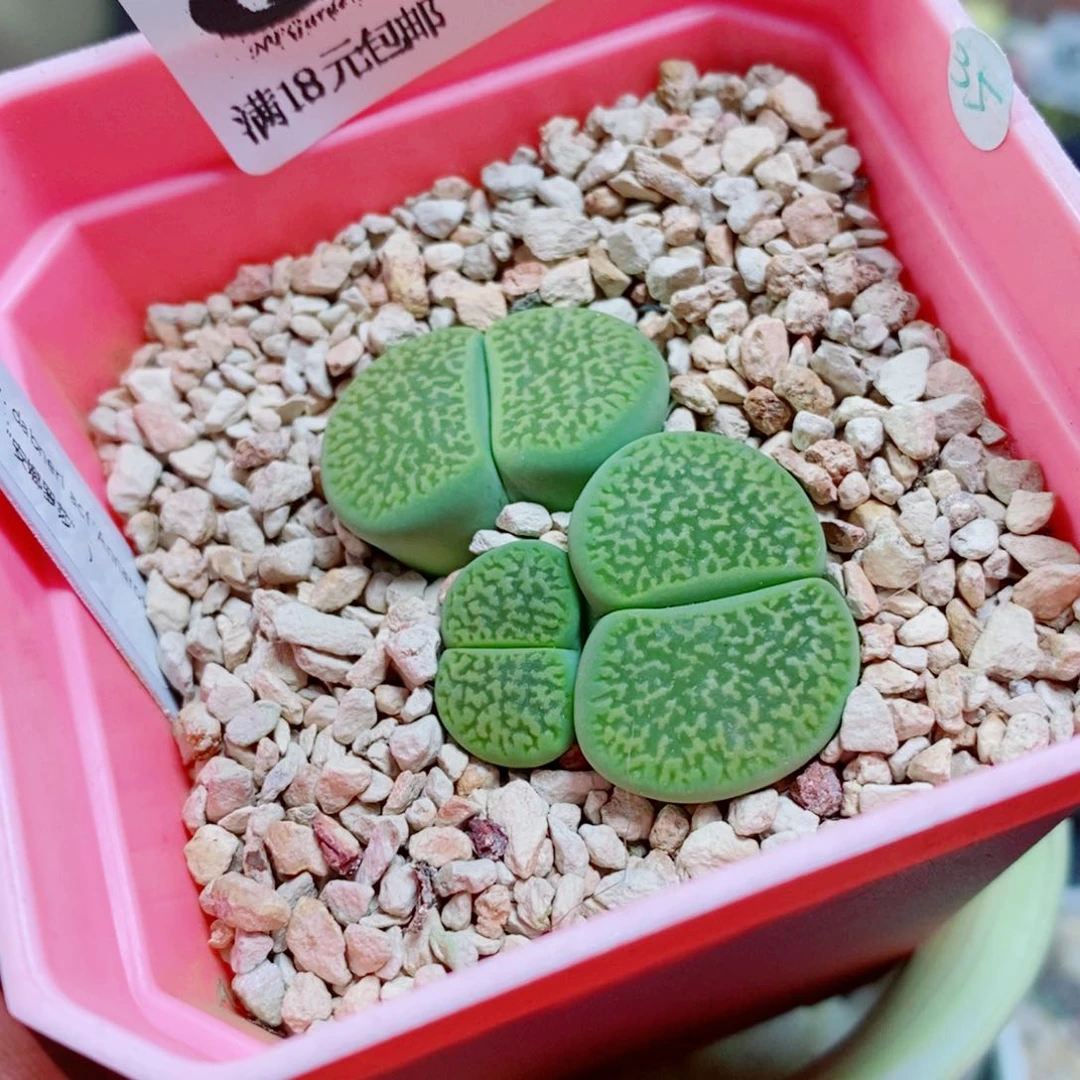 生石花花花花开了671含盆