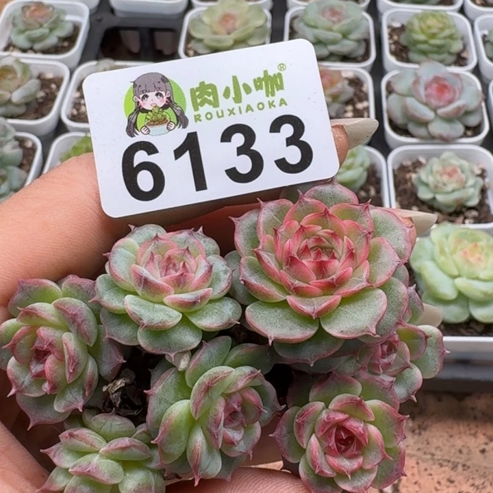 多肉植物多肉植物