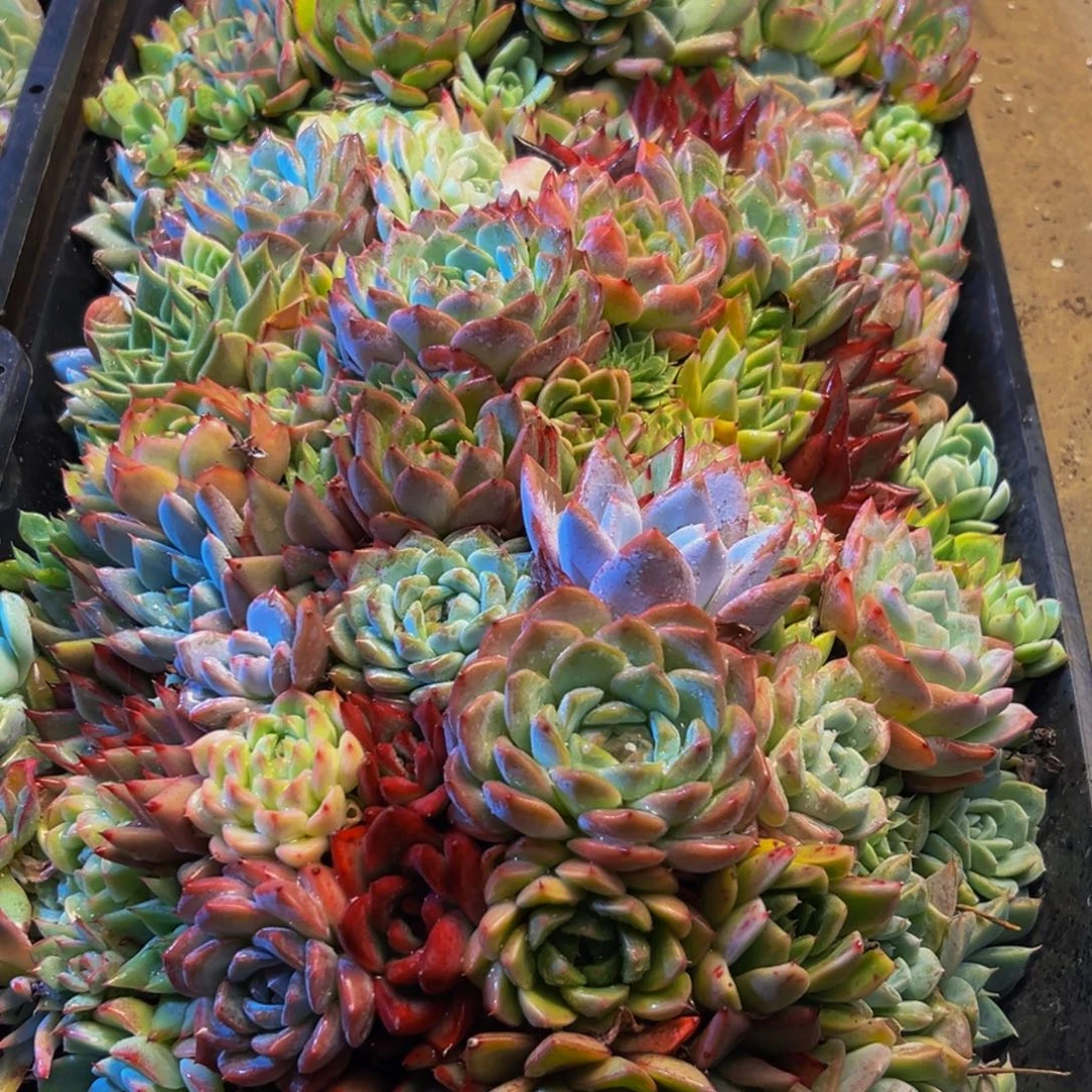 y***498的人都在用这个词了吗