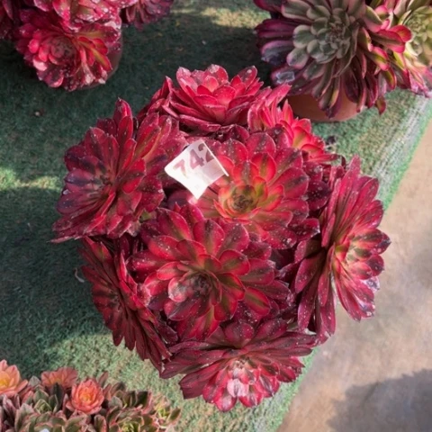 742月蝉朵朵多肉，