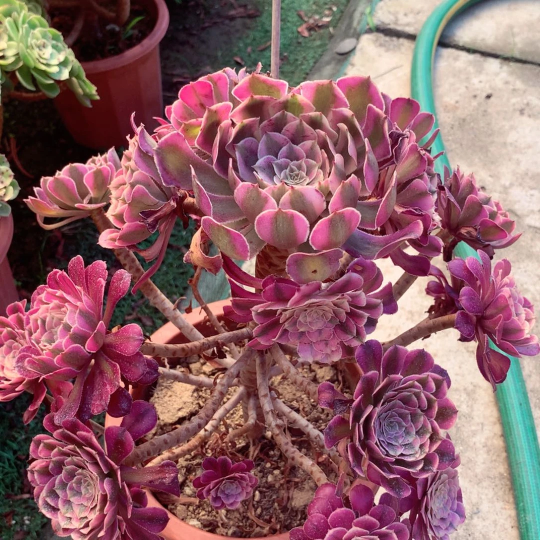 红超白锦，有点微瑕