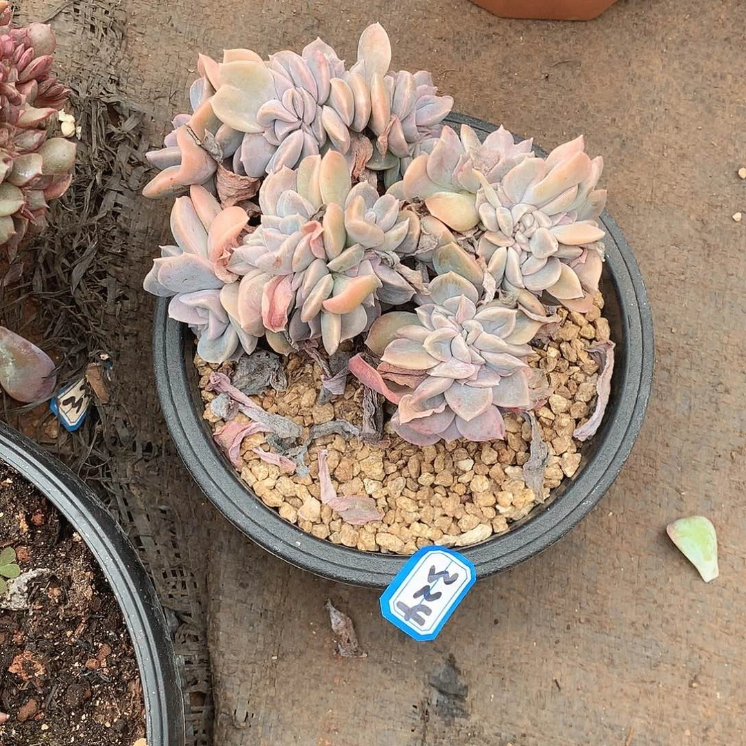 324哈利 一物一拍多肉