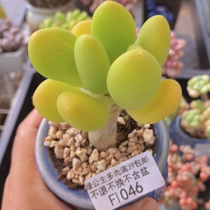 芒果奶单头1046多肉