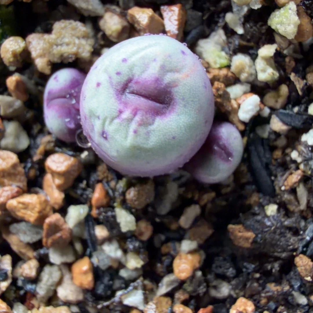 427嘴精品3头福利725号