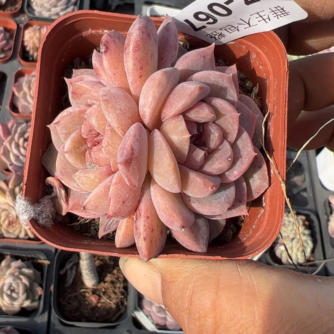 小卡拉米糖心一物一拍7-67