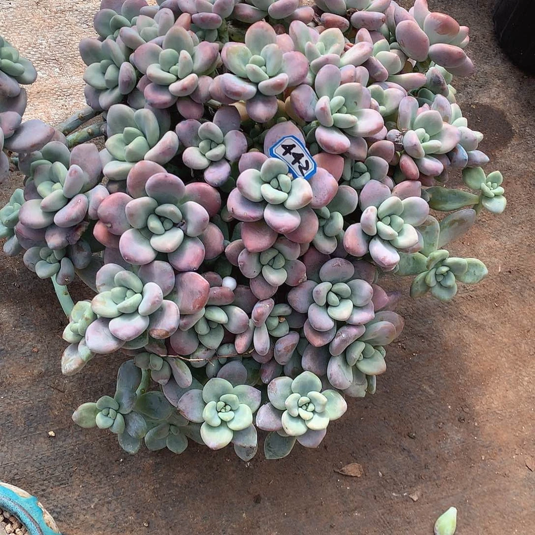 442洛神 一物一拍多肉