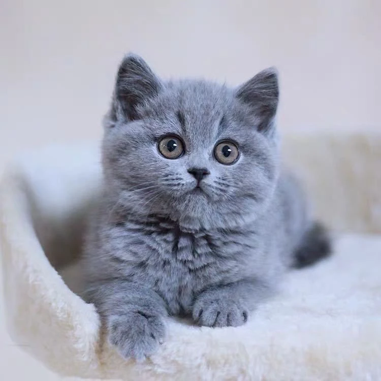 中华田园猫活体宠物猫混血猫狸猫橘猫奶牛猫黑白猫幼猫崽包邮包活