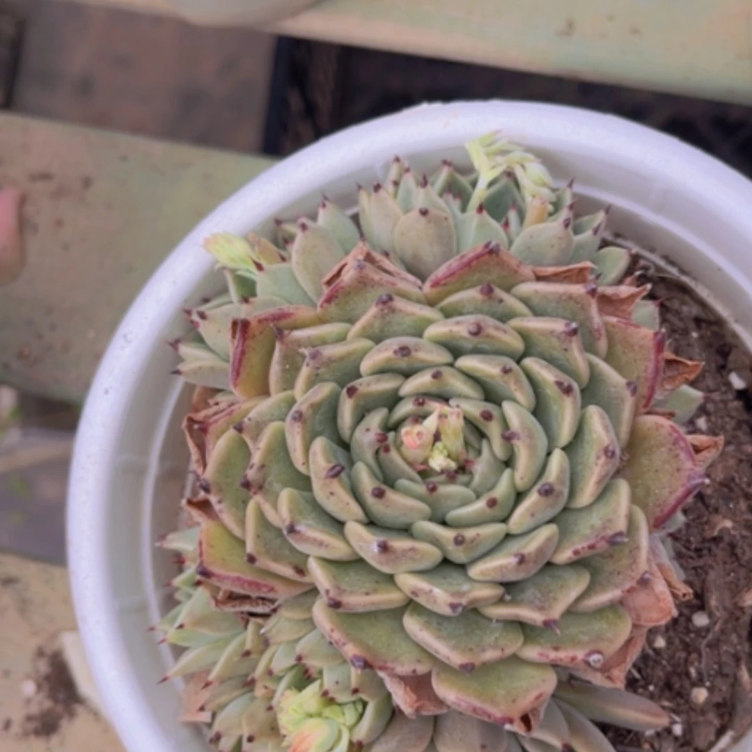 【闪购商品】万圣夜1690