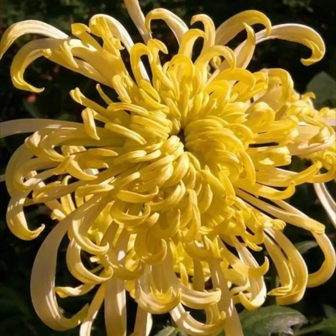 【金丝麦浪】九月菊大菊花苗可盆栽室内外好养护花卉植物