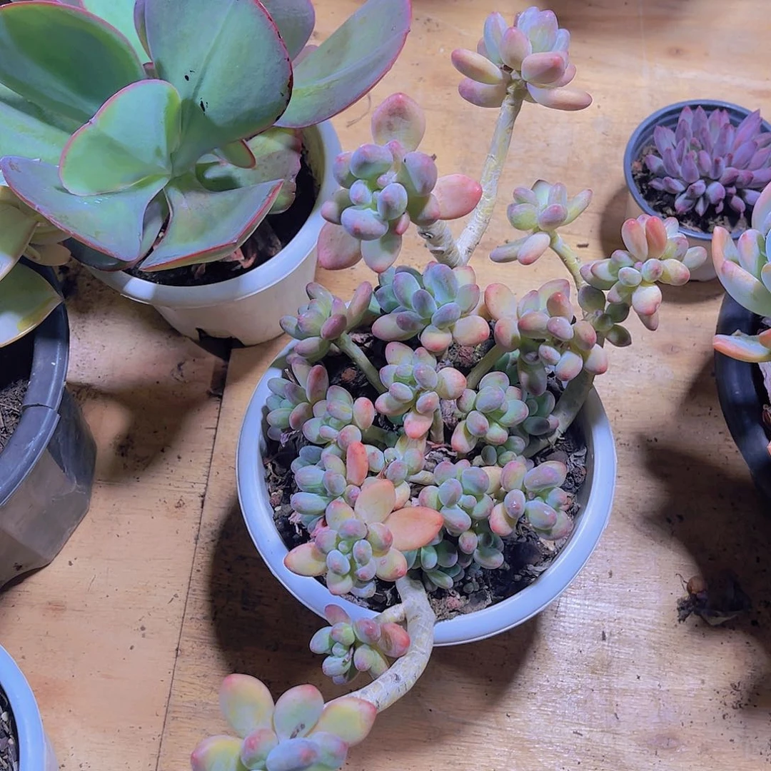 红***?00000000000360