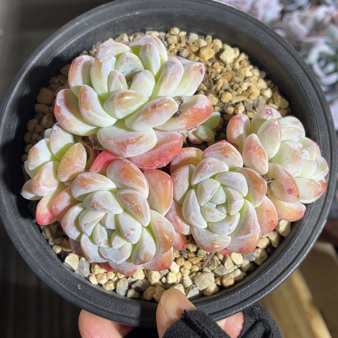 冰玉老桩 一物一拍不支持退换