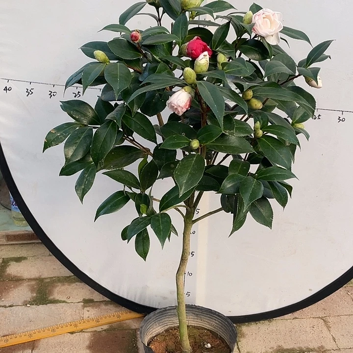 大部分花苞少量开放，白五