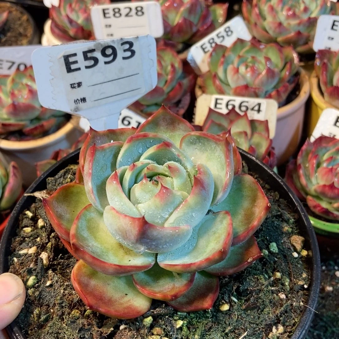 惊鸿一瞥593号楼多肉