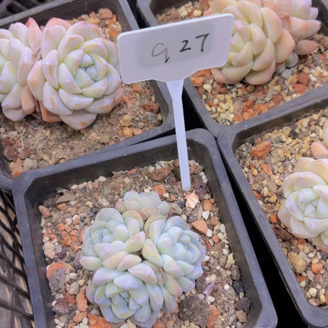 我的小可爱们都好可爱