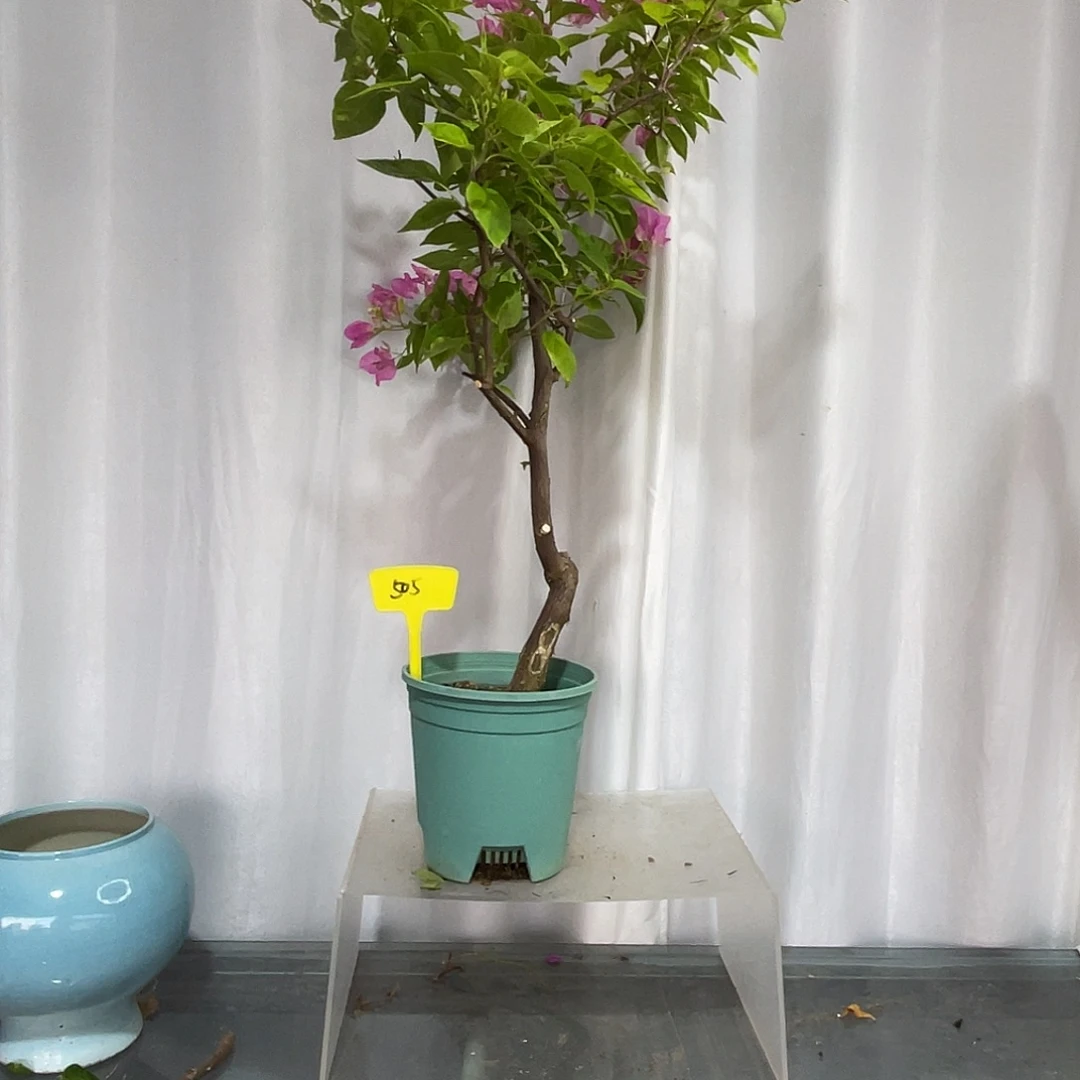 当前无花栽培后可以开花505魅惑桩，粗2.5公分高90厘米