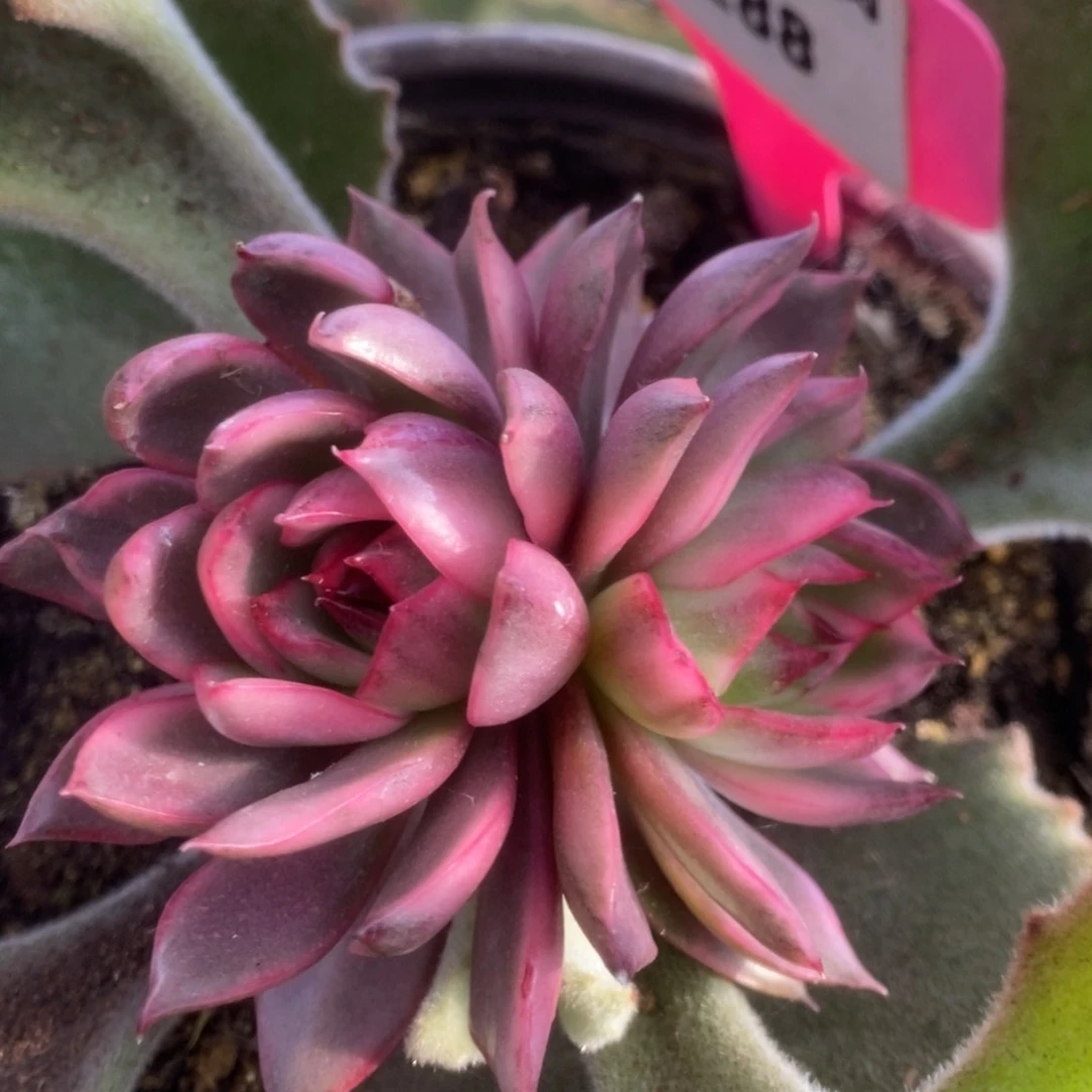 288野马锦锦锦锦锦