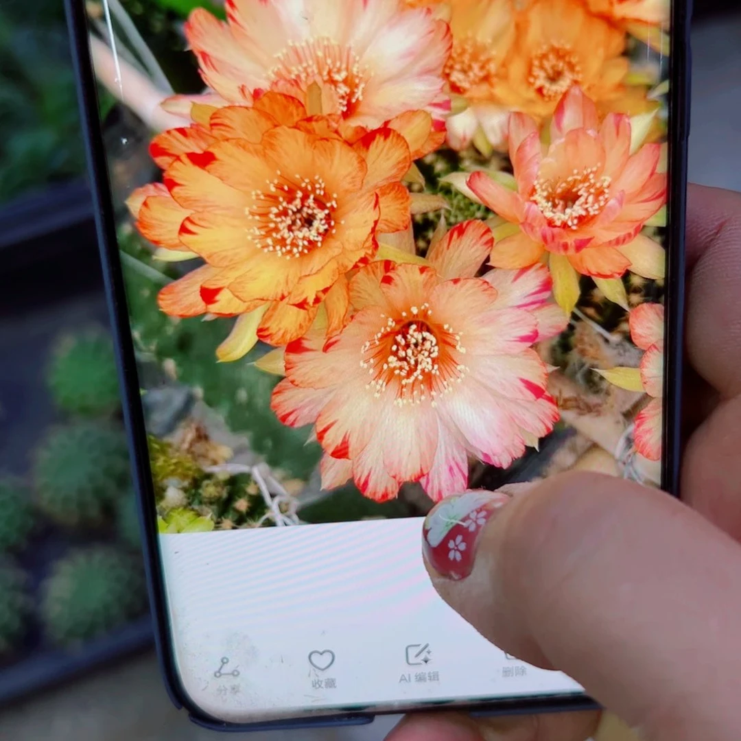 下68丽花136 歪无根侧芽3公分左右20包邮