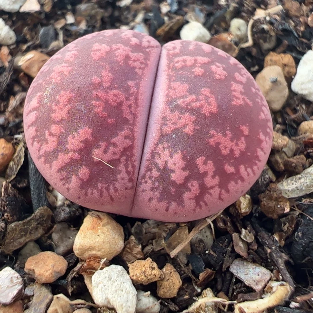 欧紫多肉植物百科12