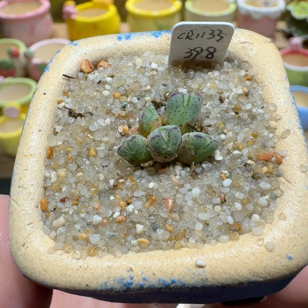 蘑菇1138原始斑马多肉植物