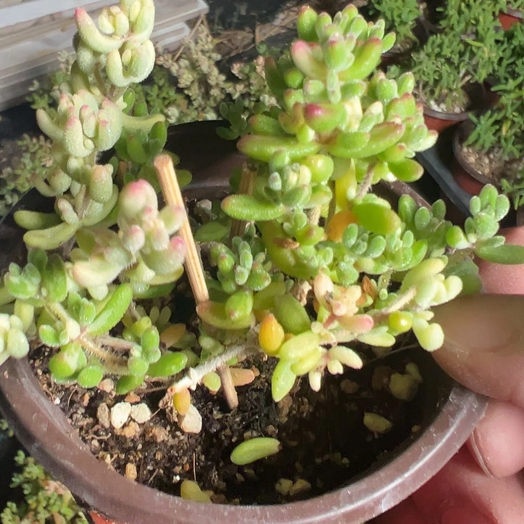 红宝石锦老桩90杯精品