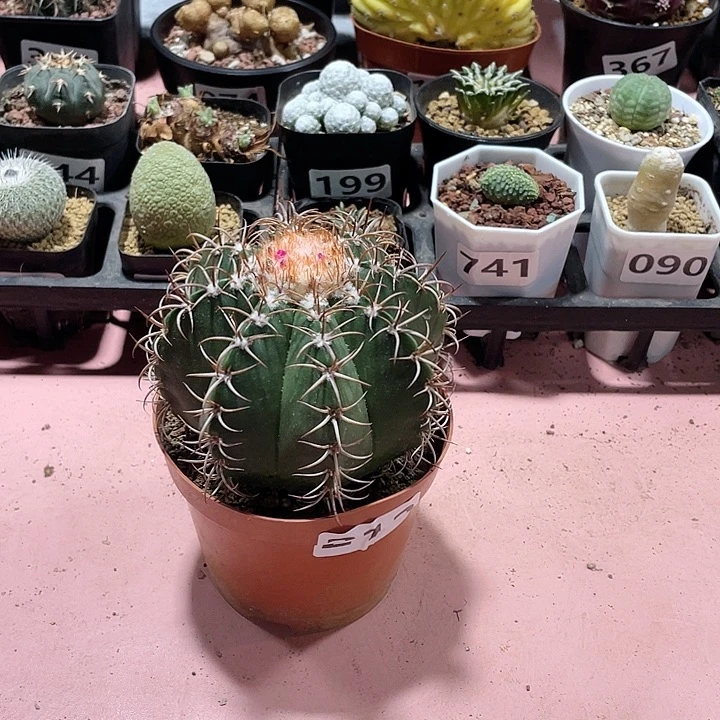 212实生大魔云仙人球