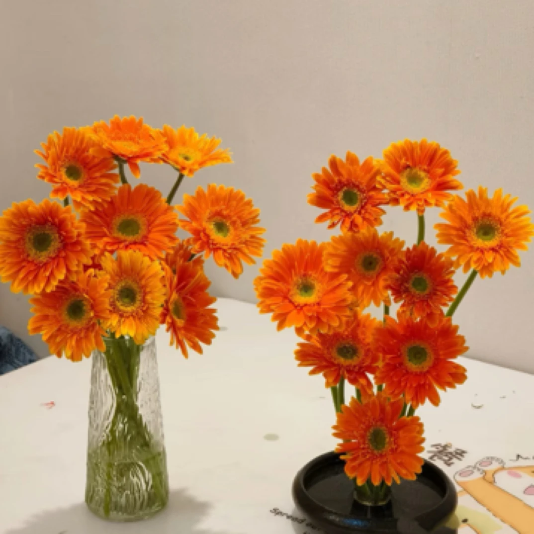 金色非洲菊18-20支