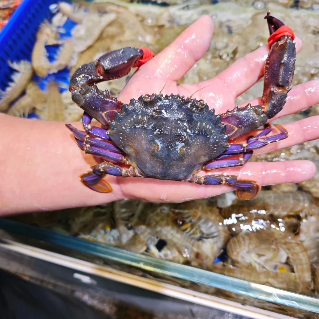 【天丰店】鲜活赤甲红螃蟹1斤/2斤（商品带皮套称重，介意勿拍）蟹同城配送海鲜