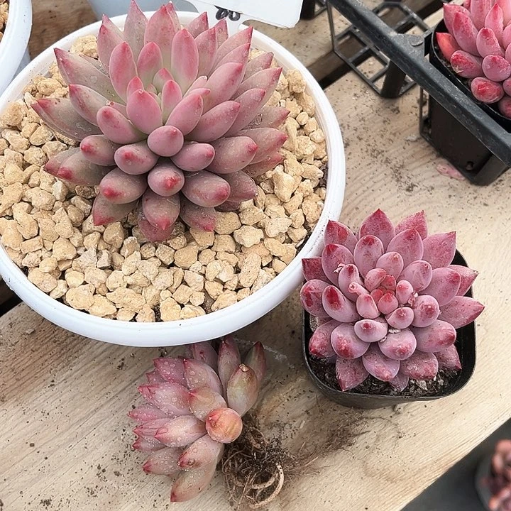 毛**妈我是第一百位申请开通的超级