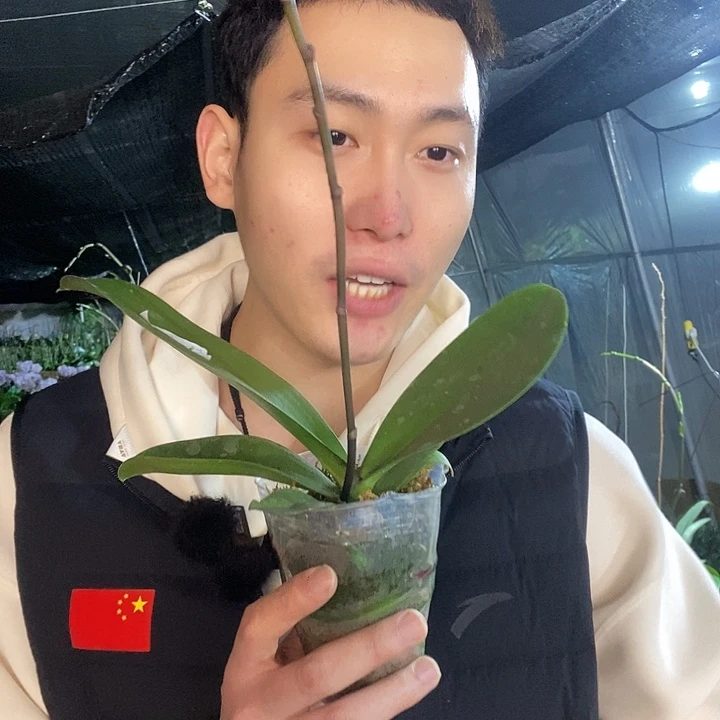 无花朵第一名花剑