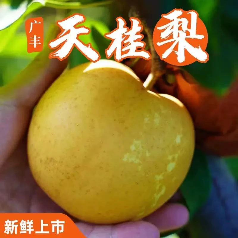 广丰吴村天桂梨（早鸟价）