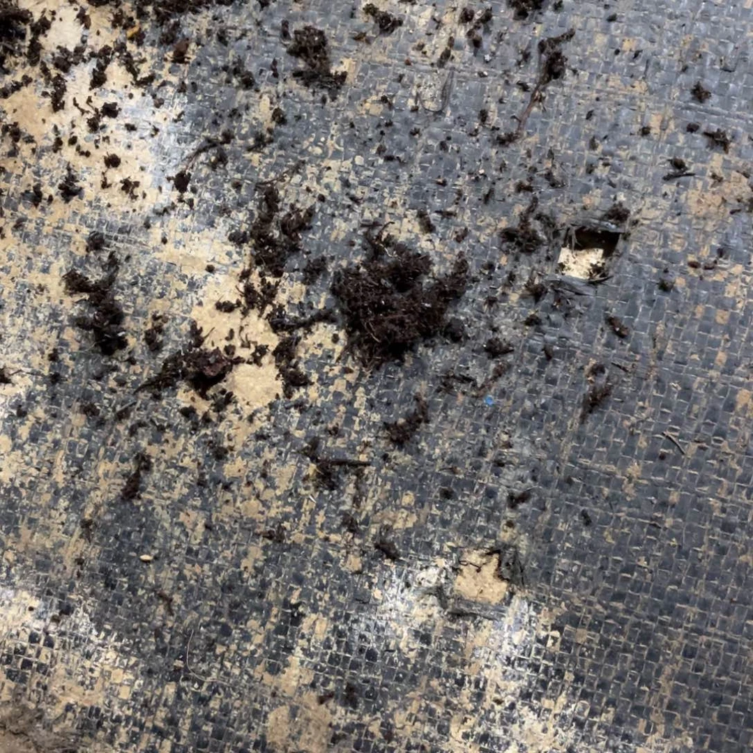 开***猫雪夜满58包邮2-7天发货