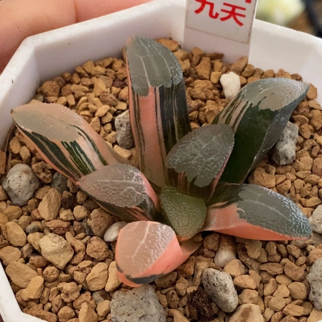 301号网纹克锦多肉