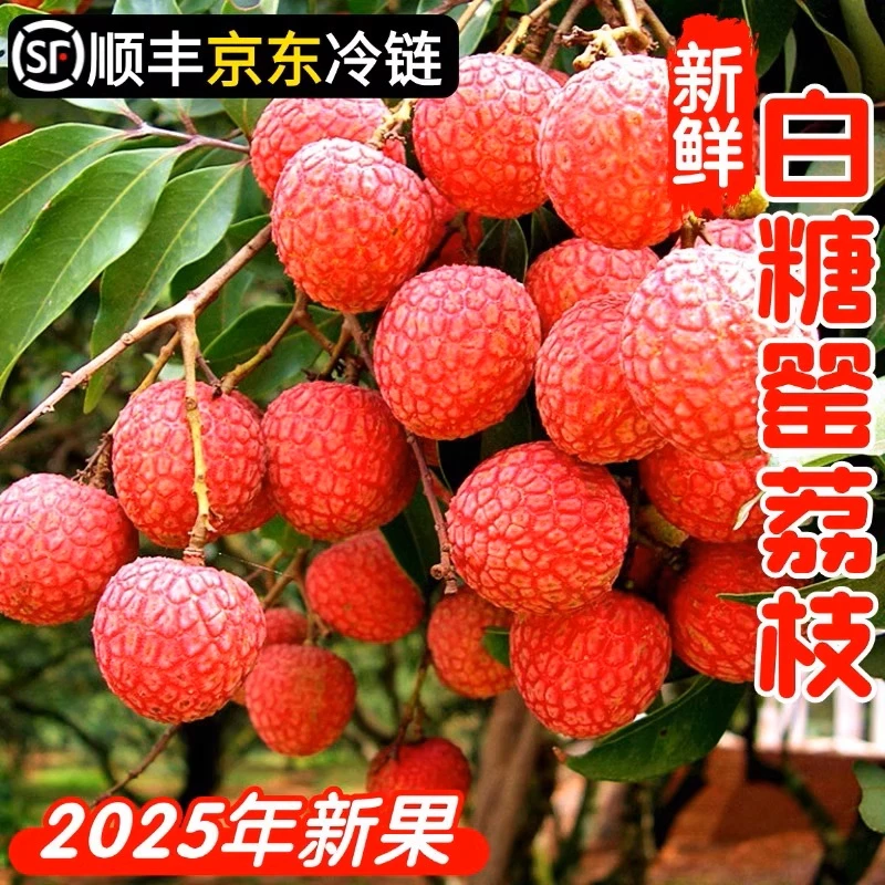 【顺丰/京东】茂名高州白糖罂荔枝新鲜现摘应季水果ffs