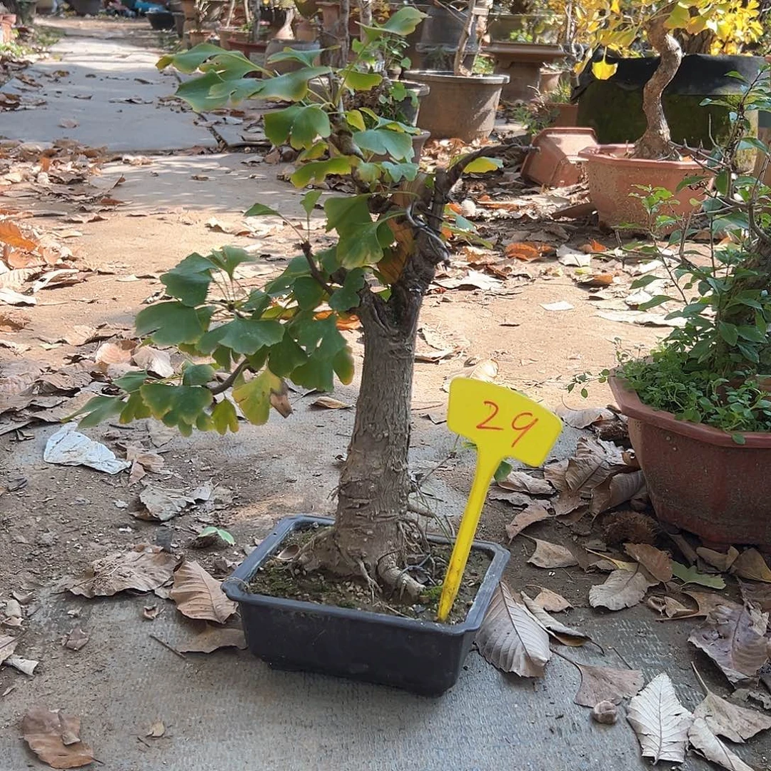 白***水无花朵银杏盆景老桩