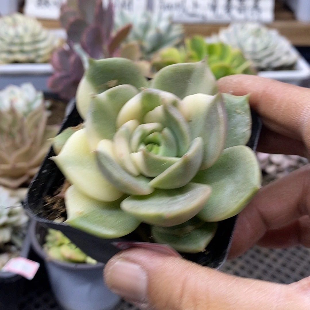 2233 贝加尔湖花脸锦