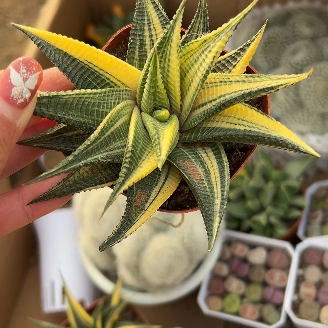 多肉植物琉璃殿锦