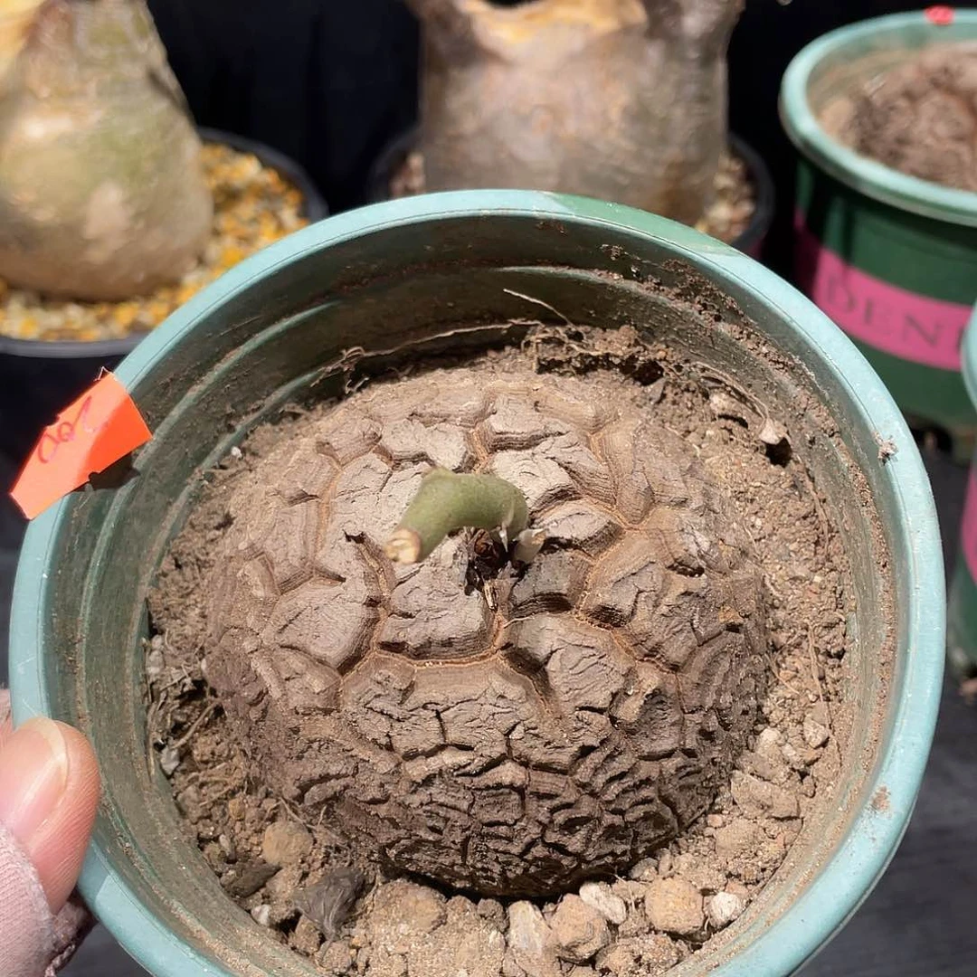 龟甲龙8.2公分养定