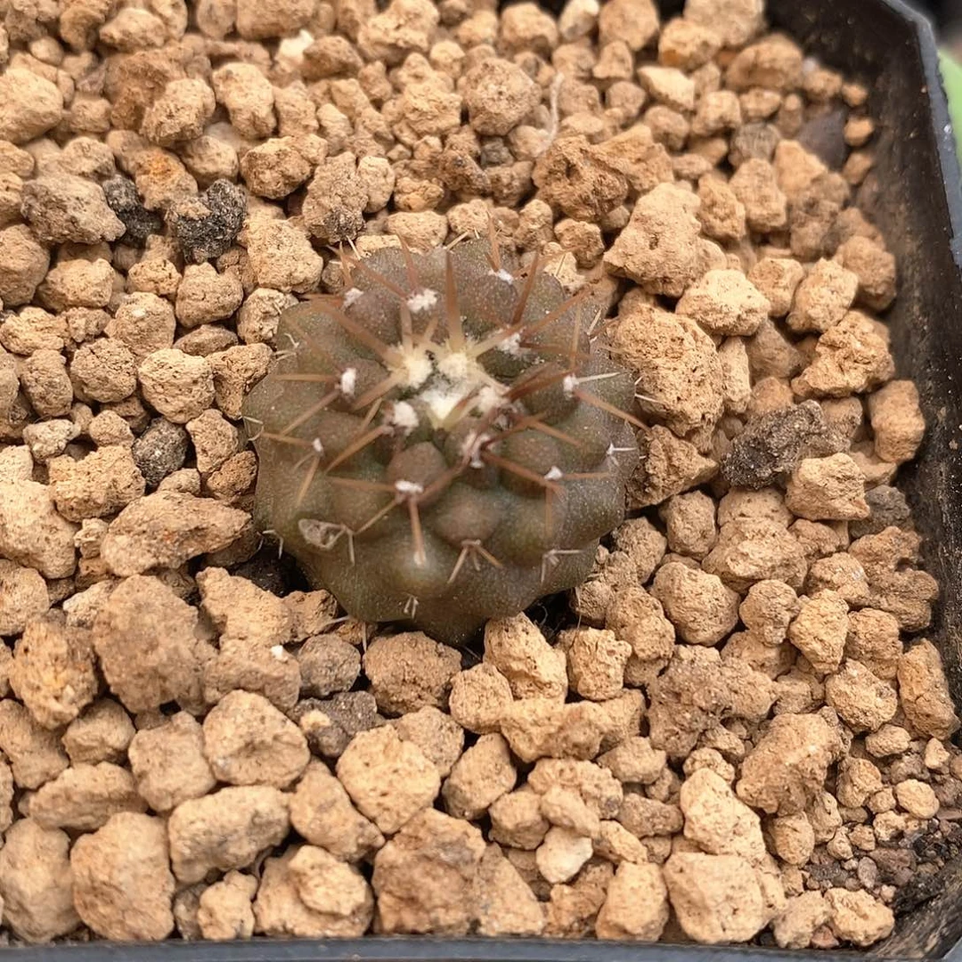 落*实生金刺孤龙仙人球