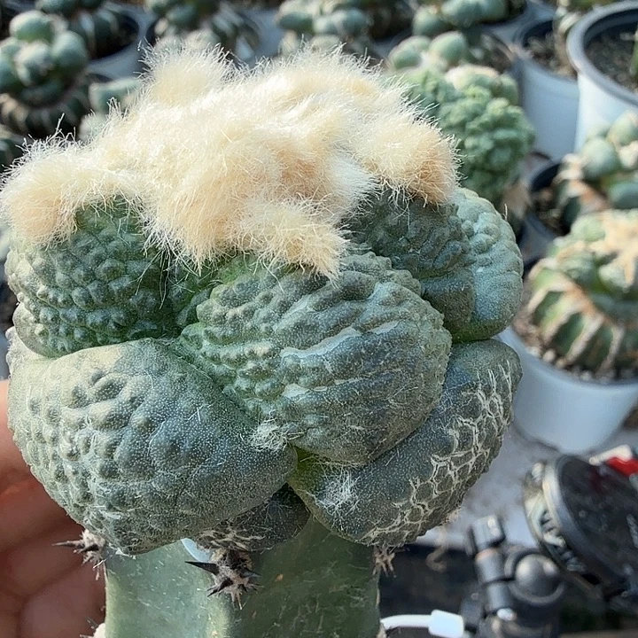 无花朵541炮弹尤连山