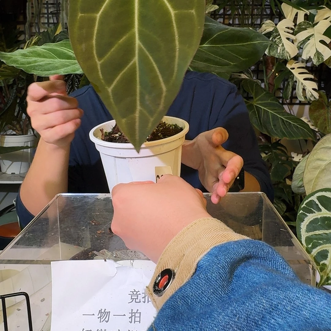 不开花植物C96粉脉papi