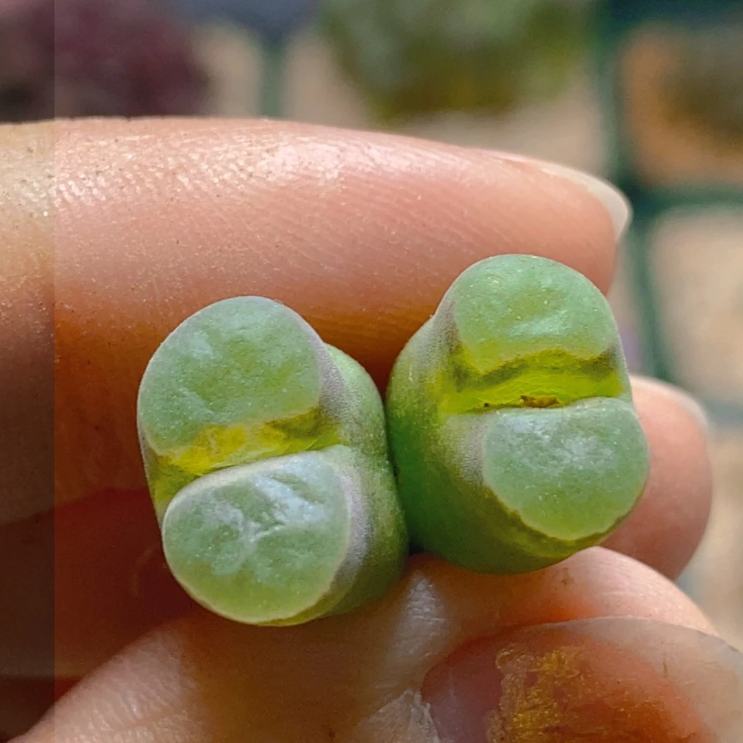 开播福利双头磁铁好看好看