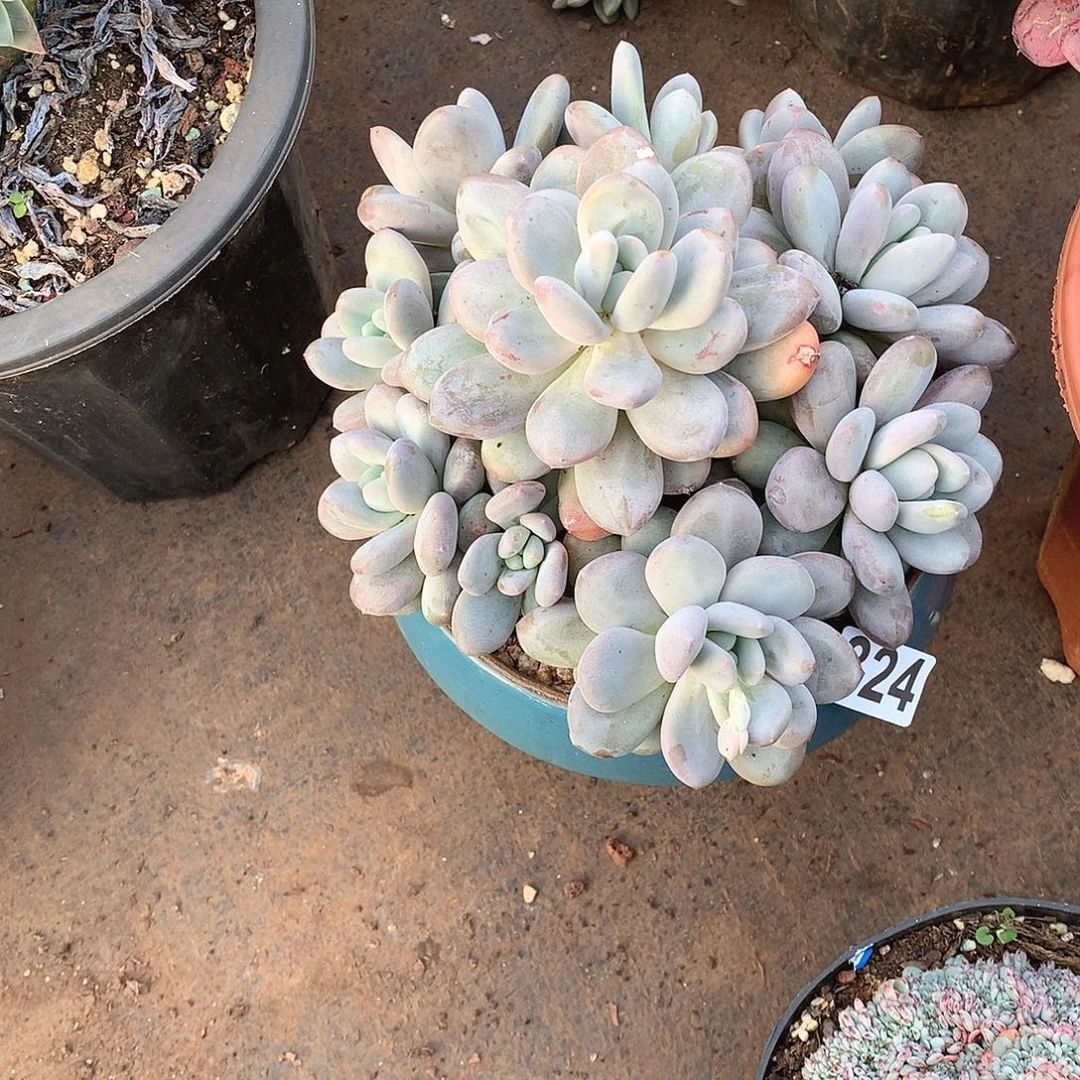 324香水一物一拍多肉