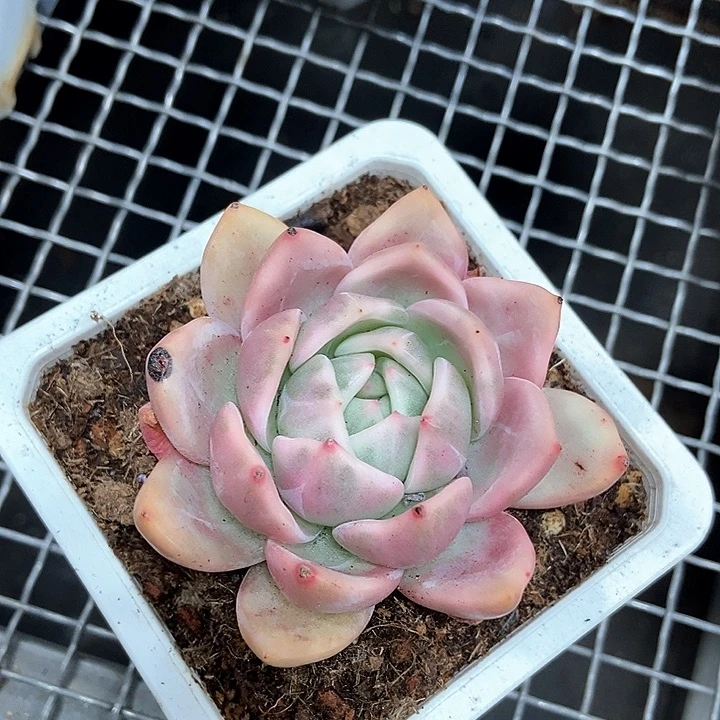 将***往香槟拉丝锦多肉植物