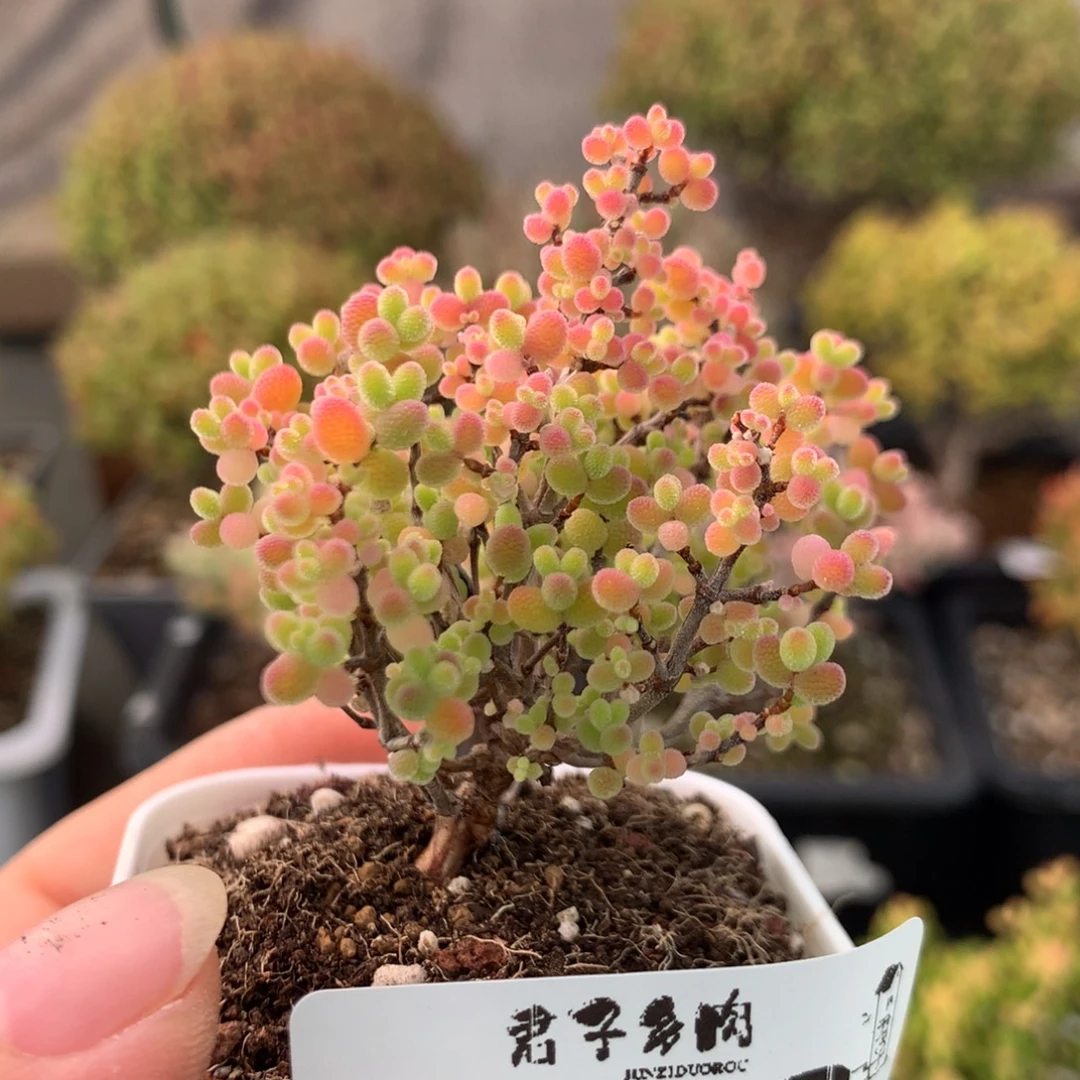 902蜜橘糖球