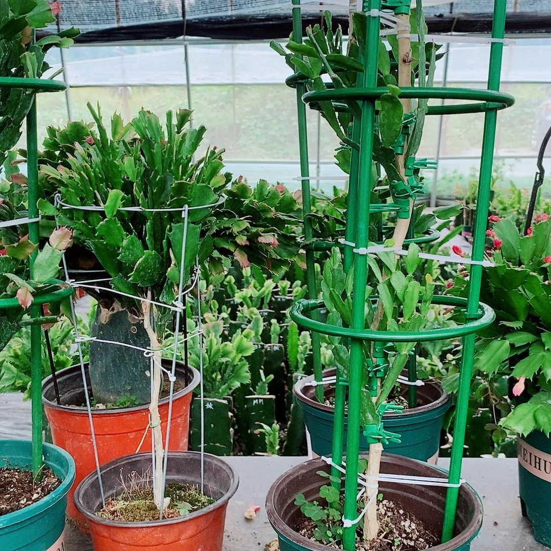 心***贝无花朵叶片重瓣一物一拍